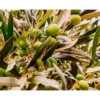 Abono Olivo Ecológico Cultivers 1 Kg