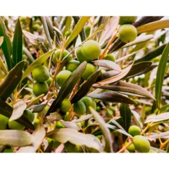 Abono Olivo Ecológico Cultivers 1 Kg