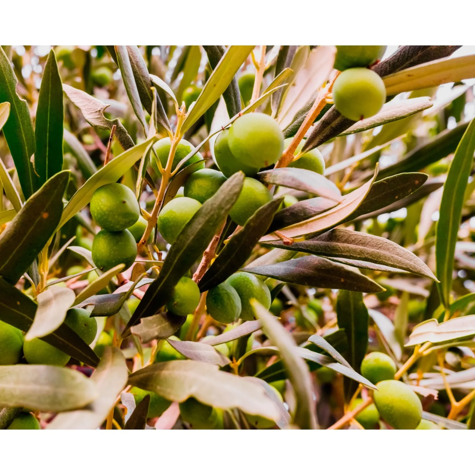 Abono Olivo Ecológico Cultivers 1 Kg