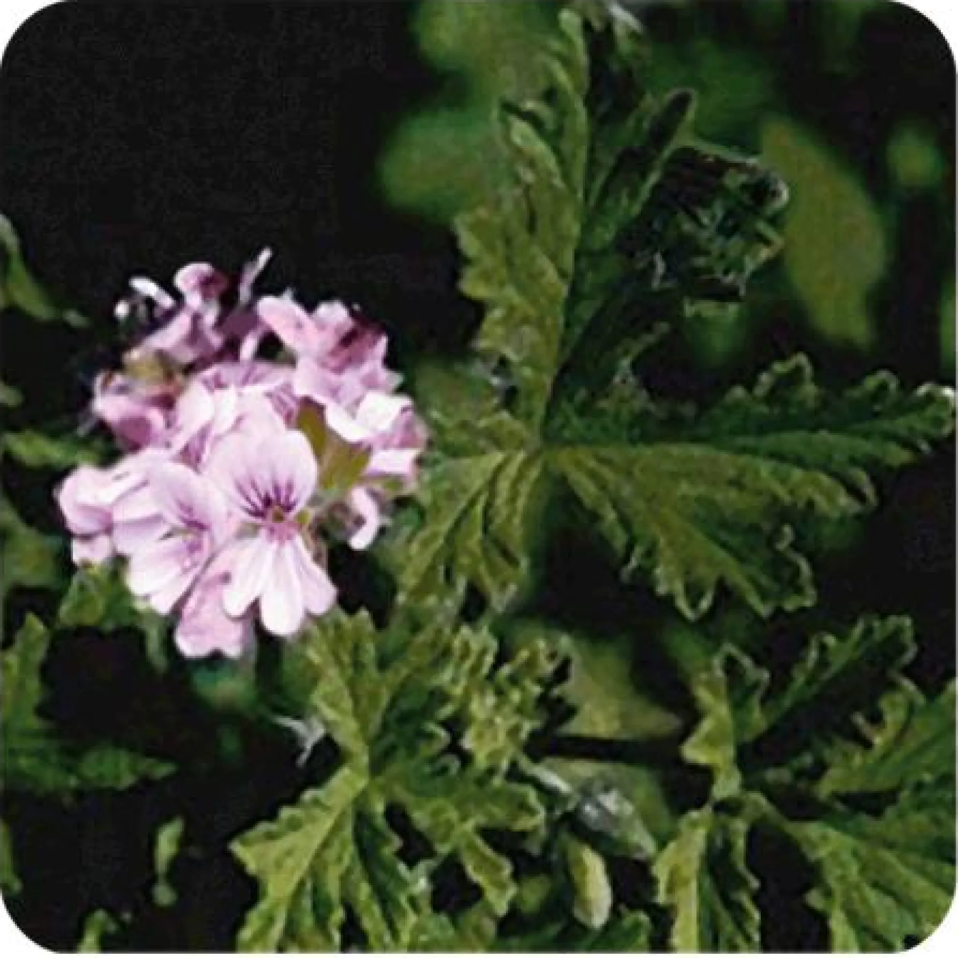 Aceite esencial Geranio de Egipto Pranarôm 10 ml