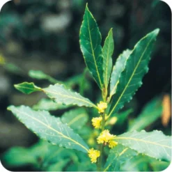 Aceite esencial Laurel Pranarôm 5 ml