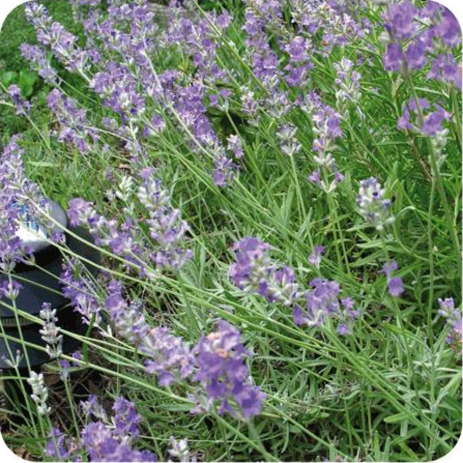 Aceite esencial Lavanda Pranarôm 10 ml