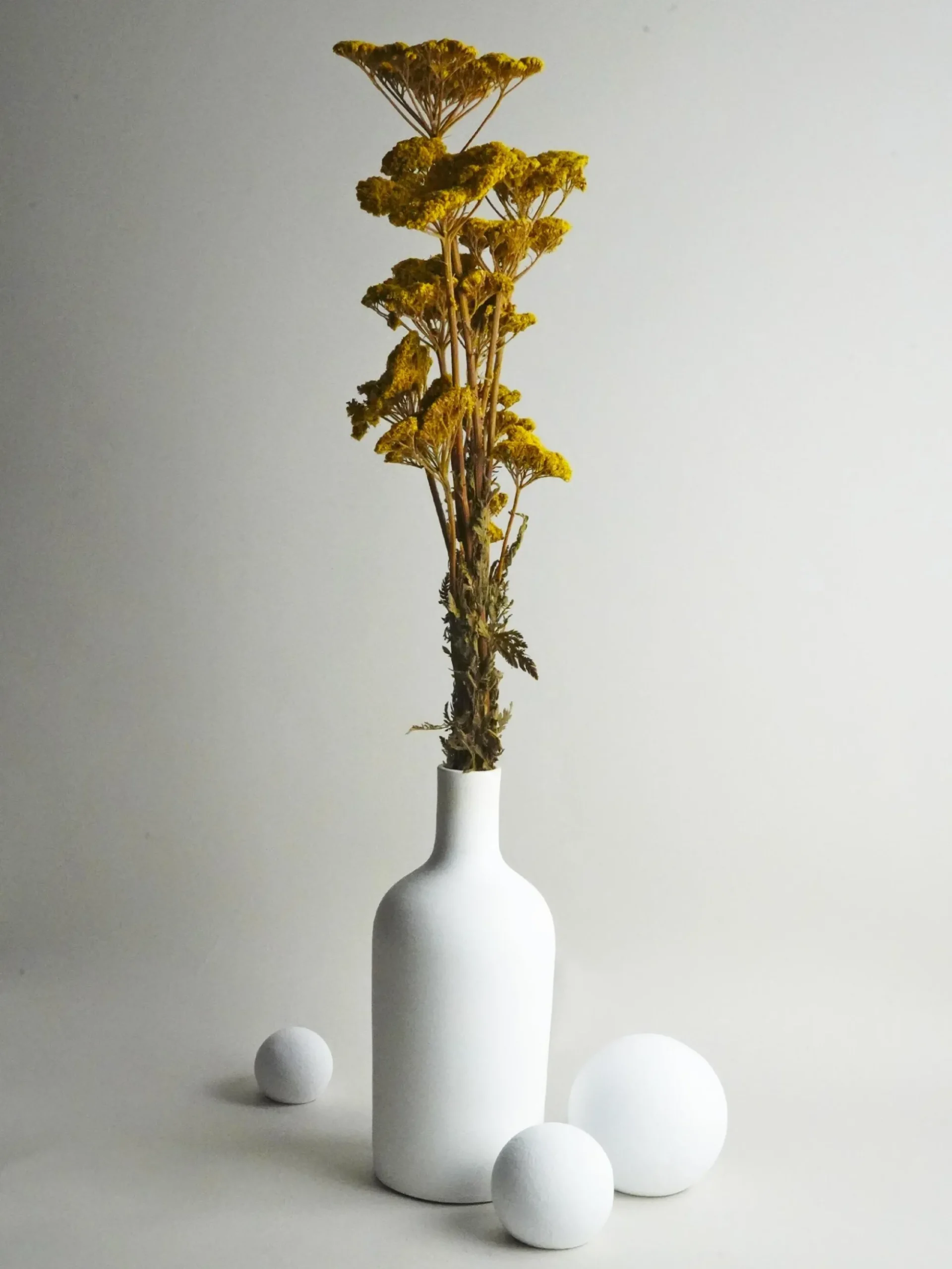 Achillea Seca