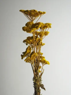 Achillea Seca