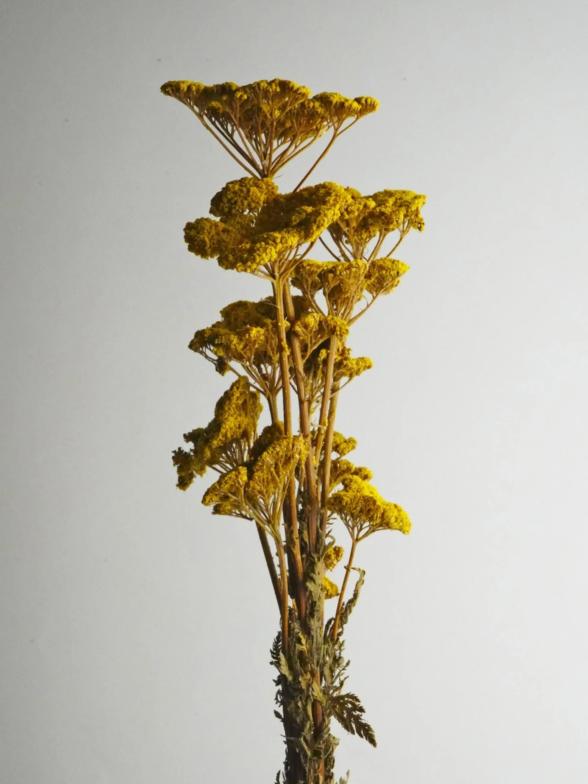 Achillea Seca