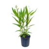 Adelfa Blanca M17
