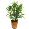 Adelfa Blanca M25 60-80cm (valadre O Nerium Oleander)