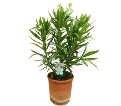 Adelfa Blanca M25 60-80cm (valadre O Nerium Oleander)