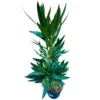 Adelfa Planta Ornamental De Jardín (nerium Oleander) Maceta 20cm