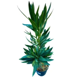 Adelfa Planta Ornamental De Jardín (nerium Oleander) Maceta 20cm