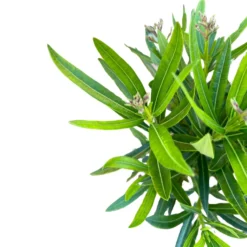 Adelfa Planta Ornamental De Jardín (nerium Oleander) Maceta 17cm