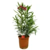 Adelfa Roja M25 60-80cm (valadre O Nerium Oleander)