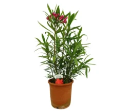 Adelfa Roja M25 60-80cm (valadre O Nerium Oleander)
