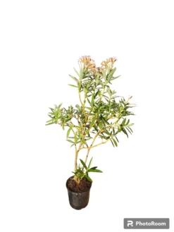 Adelfa Rosa