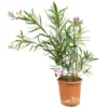 Adelfa Rosa M25 60-80cm (valadre O Nerium Oleander)