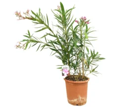 Adelfa Rosa M25 60-80cm (valadre O Nerium Oleander)