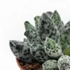 Adromischus Cooperi Var. Festivus Cactus Y Suculentas M8,5 cm Ø