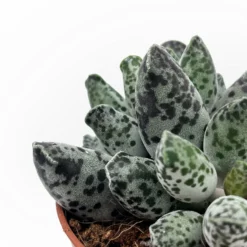 Adromischus Cooperi Var. Festivus Cactus Y Suculentas M8,5 cm Ø