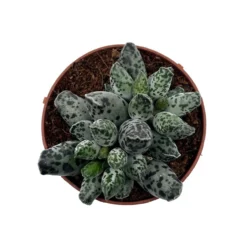 Adromischus Cooperi Var. Festivus Cactus Y Suculentas M8,5 cm Ø