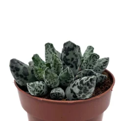 Adromischus Cooperi Var. Festivus Cactus Y Suculentas M8,5 cm Ø