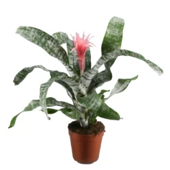 Aechmea Primera Bromelia Plana De Interior