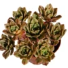 Aeonium Bronze Medal Planta Suculenta Natural Ø8