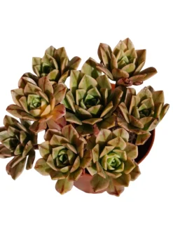 Aeonium Bronze Medal Planta Suculenta Natural Ø8