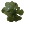 Aeonium Cuneatum Planta Suculenta Ø5