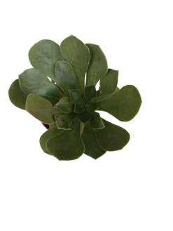 Aeonium Cuneatum Planta Suculenta Ø5