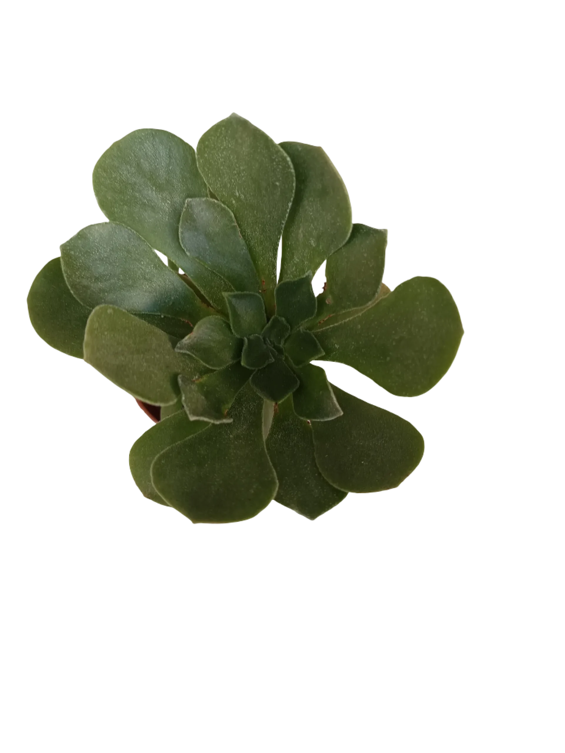 Aeonium Cuneatum Planta Suculenta Ø5