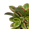 Aeonium haworthii "kiwi" Cactus Y Suculentas M8,5 cm Ø
