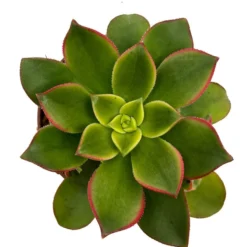 Aeonium haworthii "kiwi" Cactus Y Suculentas M8,5 cm Ø