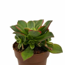 Aeonium haworthii