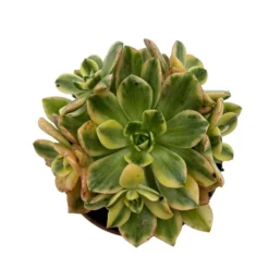 Aeonium Sweet Tea Cactus Y Suculentas M8,5 cm Ø
