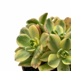 Aeonium Sweet Tea Cactus Y Suculentas M8,5 cm Ø
