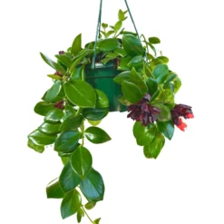 Aeschynanthus O Planta Pintalabios M15