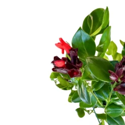 Aeschynanthus O Planta Pintalabios M15