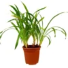 Agapanthus Africano Blanco M17 40 - 50cm