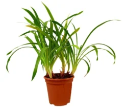 Agapanthus Africano Blanco M17 40 - 50cm