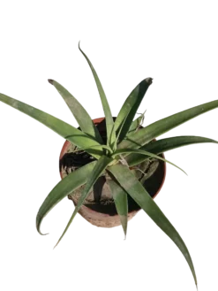 Agave Bracteosa Planta Suculenta Ø8 Cm