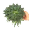 Agave Filifera Isthmensis T20 30cm