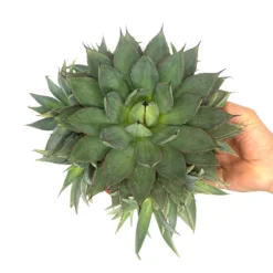 Agave Filifera Isthmensis T20 30cm