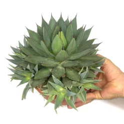 Agave Filifera Isthmensis T20 30cm