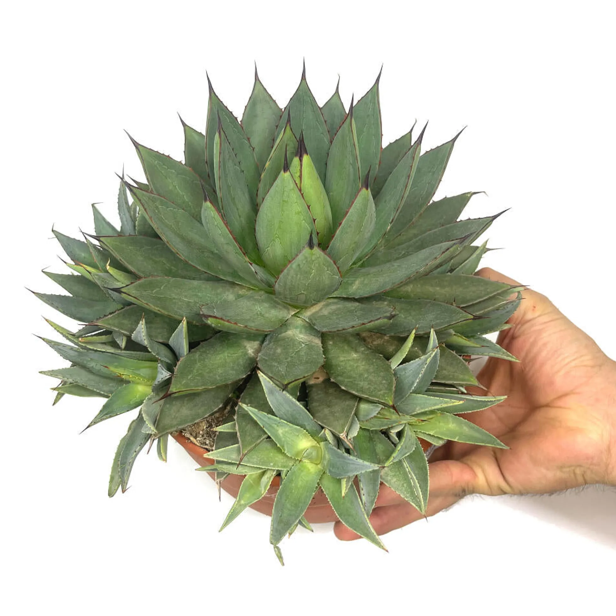 Agave Filifera Isthmensis T20 30cm