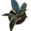 Agave Ivory Curl Planta Suculenta Natural Ø13