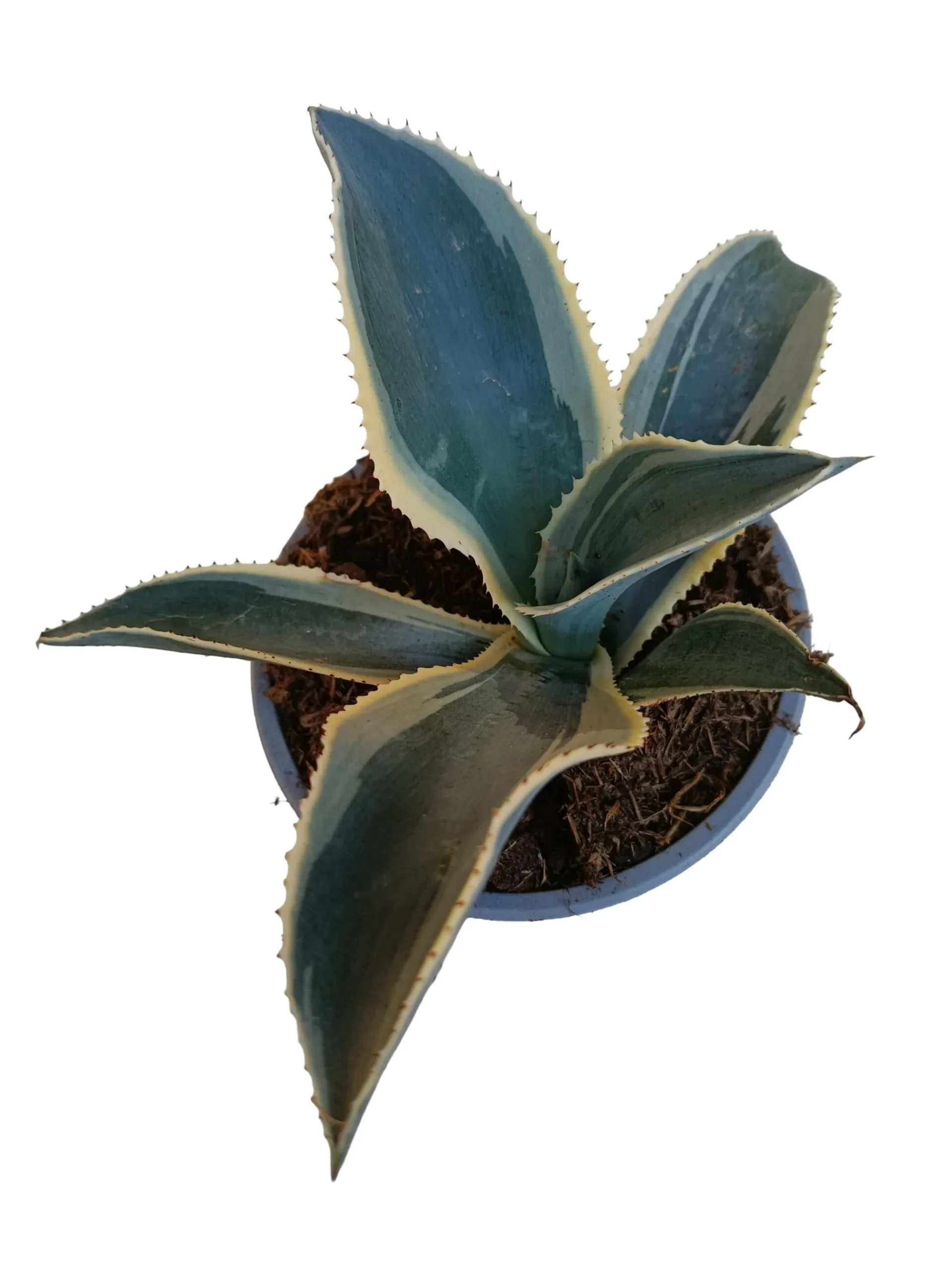 Agave Ivory Curl Planta Suculenta Natural Ø13