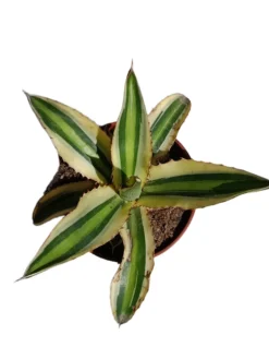 Agave Lopantha Quatricolor Planta Suculenta Natural Ø8