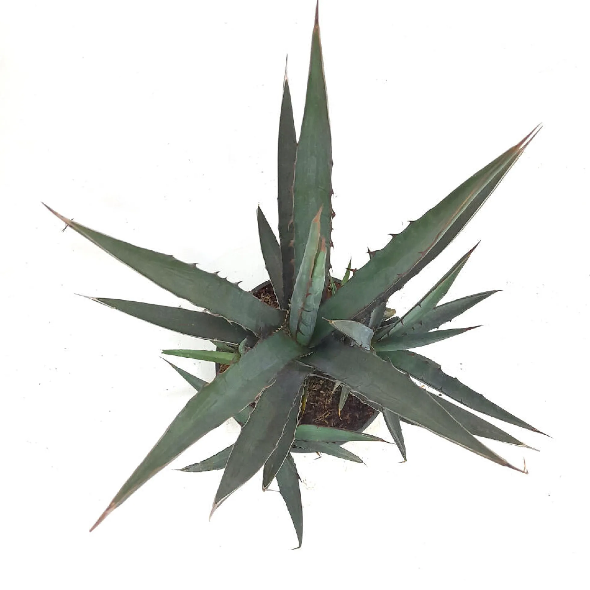 Agave Lophanta T20 40cm