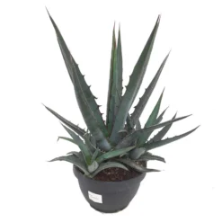 Agave Lophanta T20 40cm