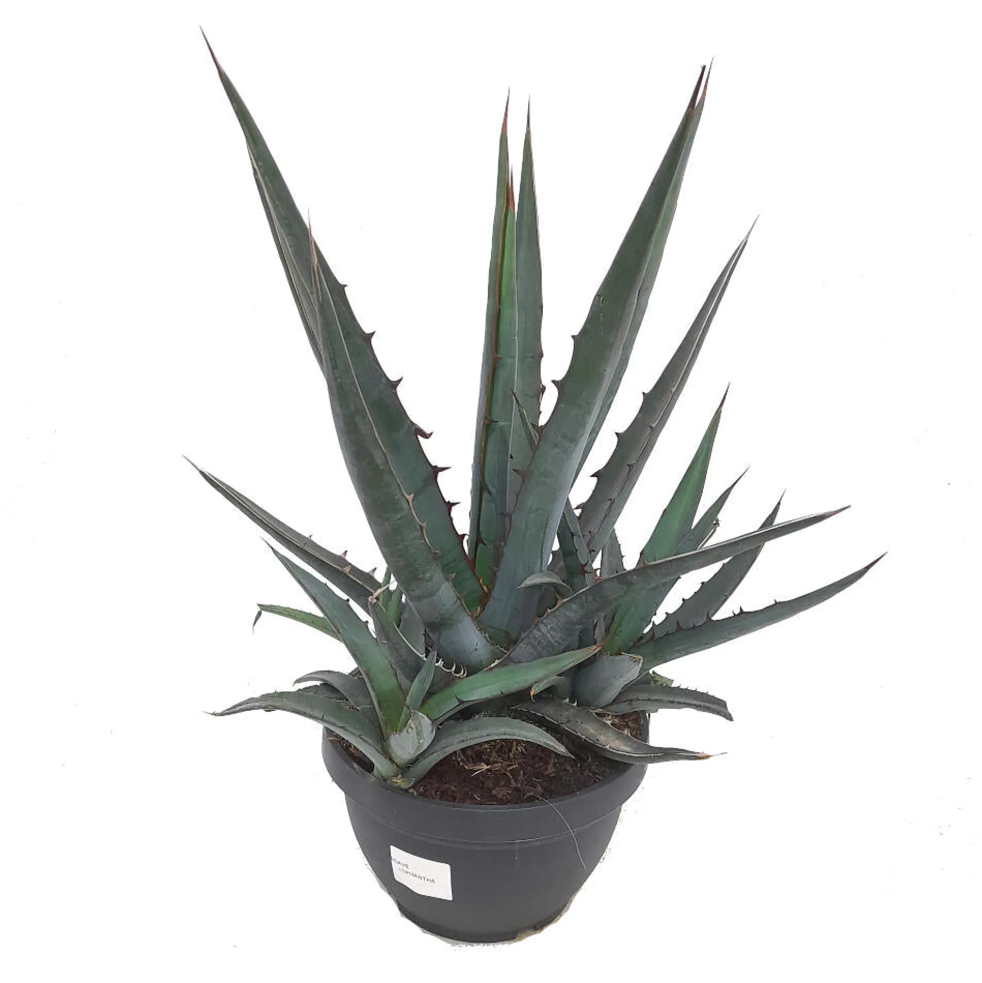 Agave Lophanta T20 40cm